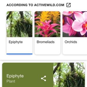 Meet your Posher, Annabelle