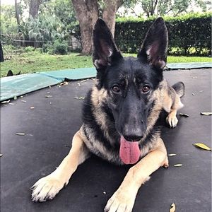 Meet your Posher, Stella