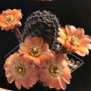 Meet your Posher, Wanda