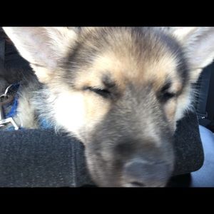 Meet your Posher, Lorenzo