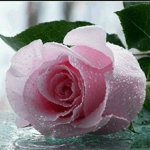 Meet your Posher, Rosytha