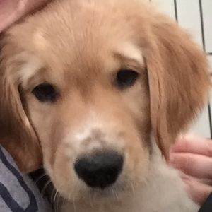 Meet your Posher, Shea