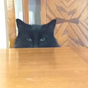 Meet your Posher, Joann