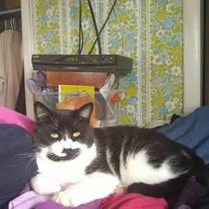 Meet your Posher, Corrin