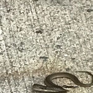 Meet your Posher, Raudel