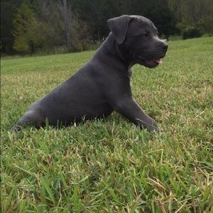 Meet your Posher, Lane