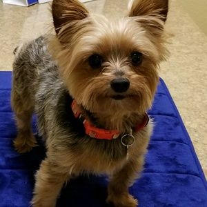 Meet your Posher, Lili