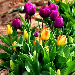 Meet your Posher, Rebecca