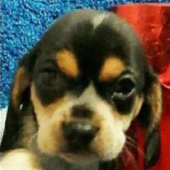Meet your Posher, Carlos - Picture 1 of 1