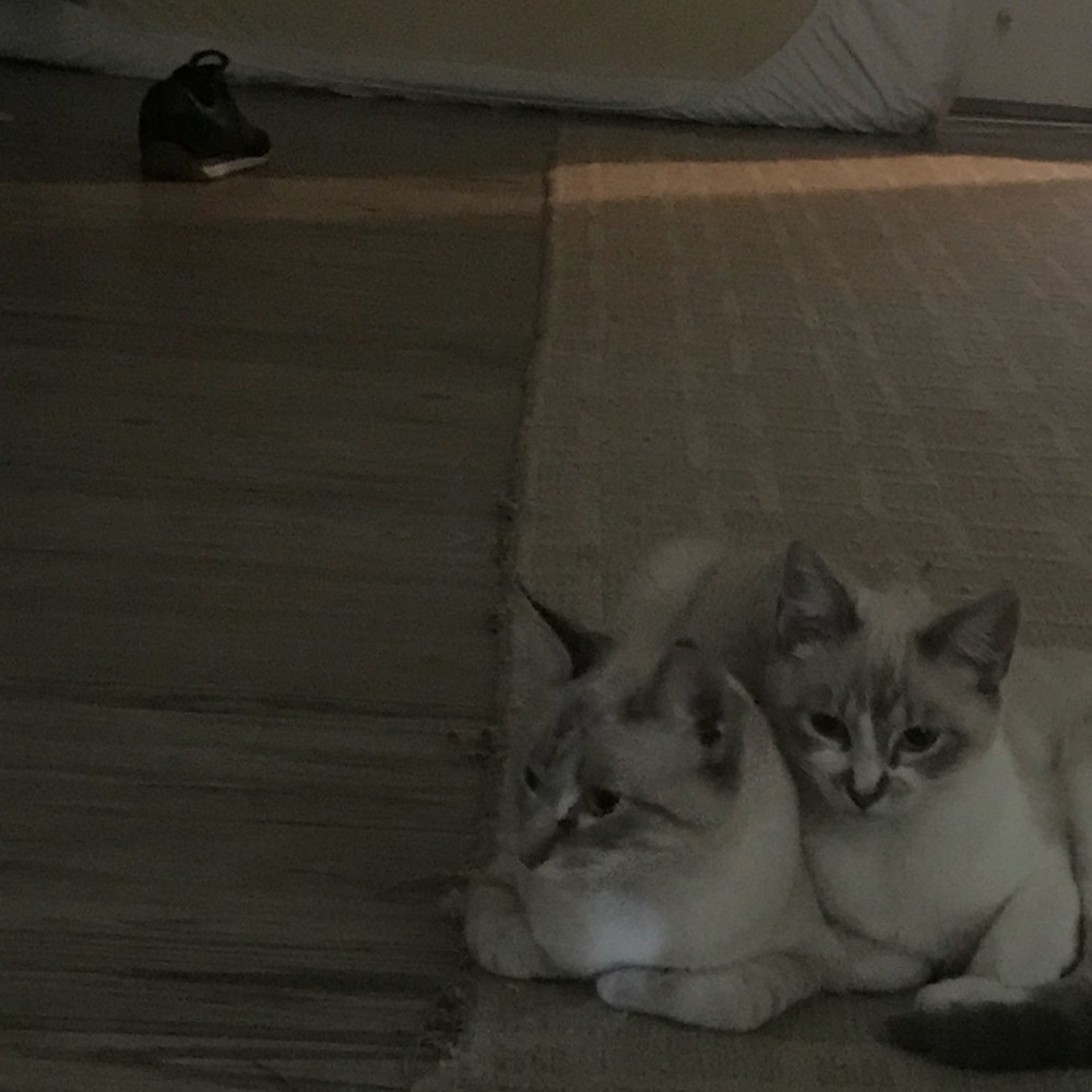 Meet your Posher, Haydeh