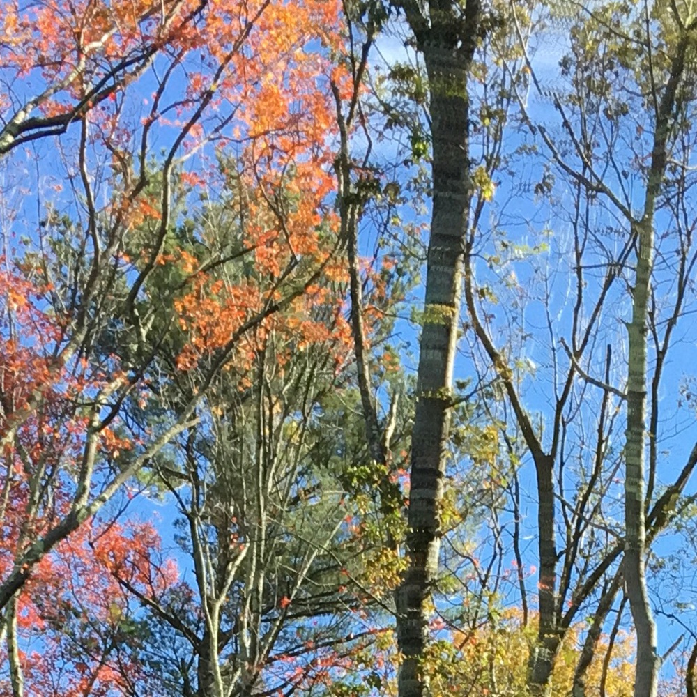 Meet your Posher, Noelle