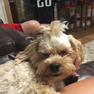 Meet your Posher, Grace