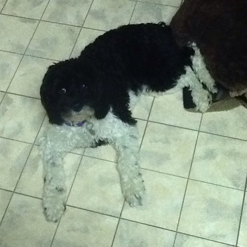 Meet your Posher, Heidi