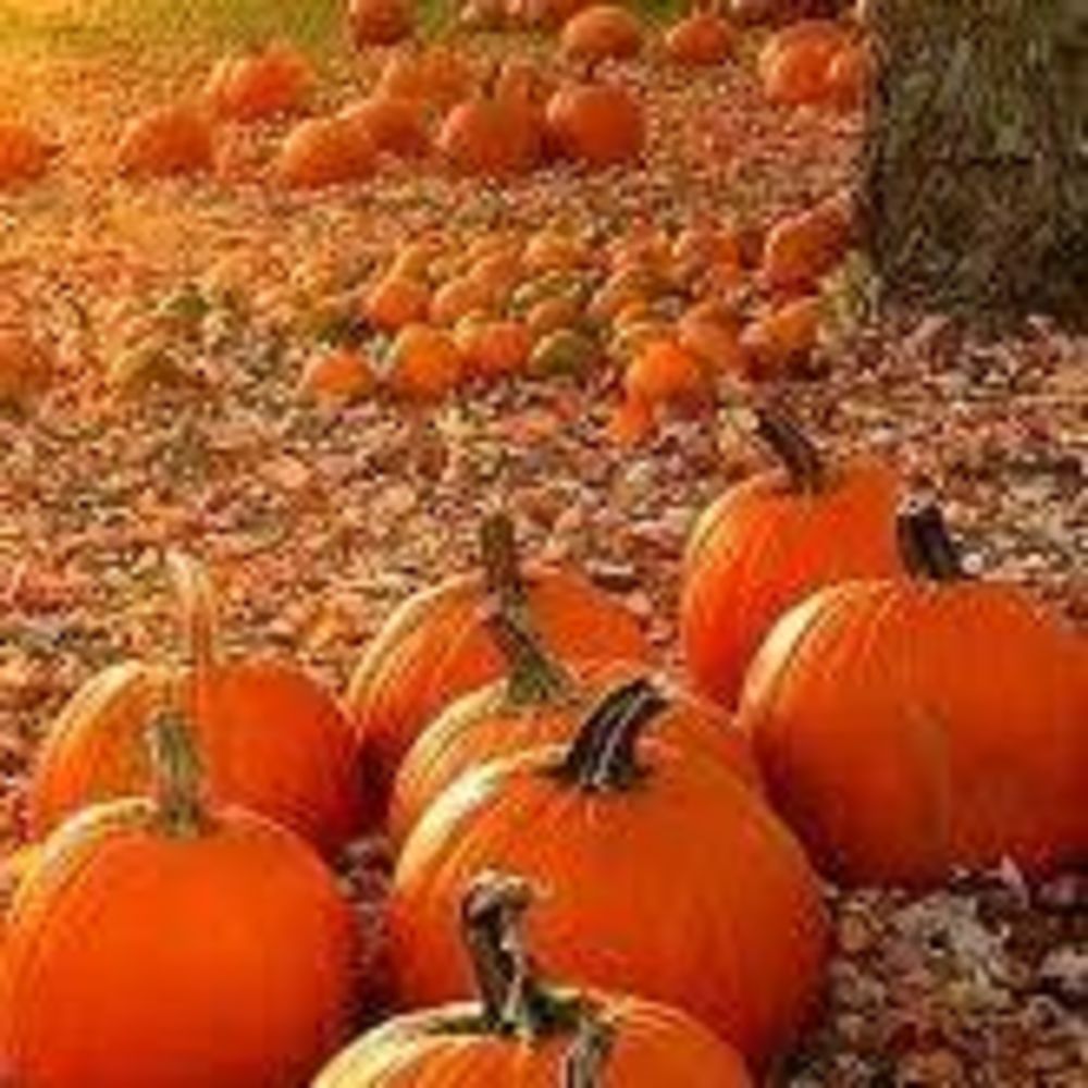 Meet your Posher, Maricela