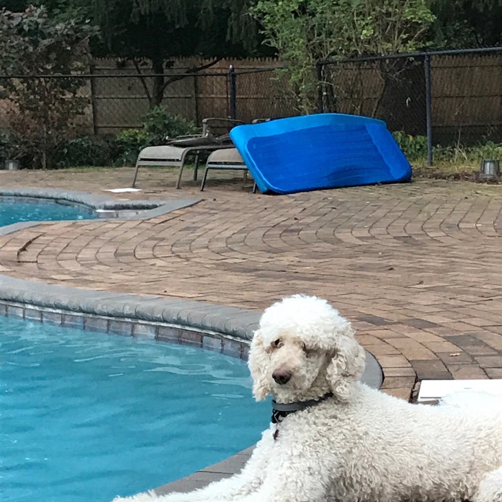 Meet your Posher, Rachel