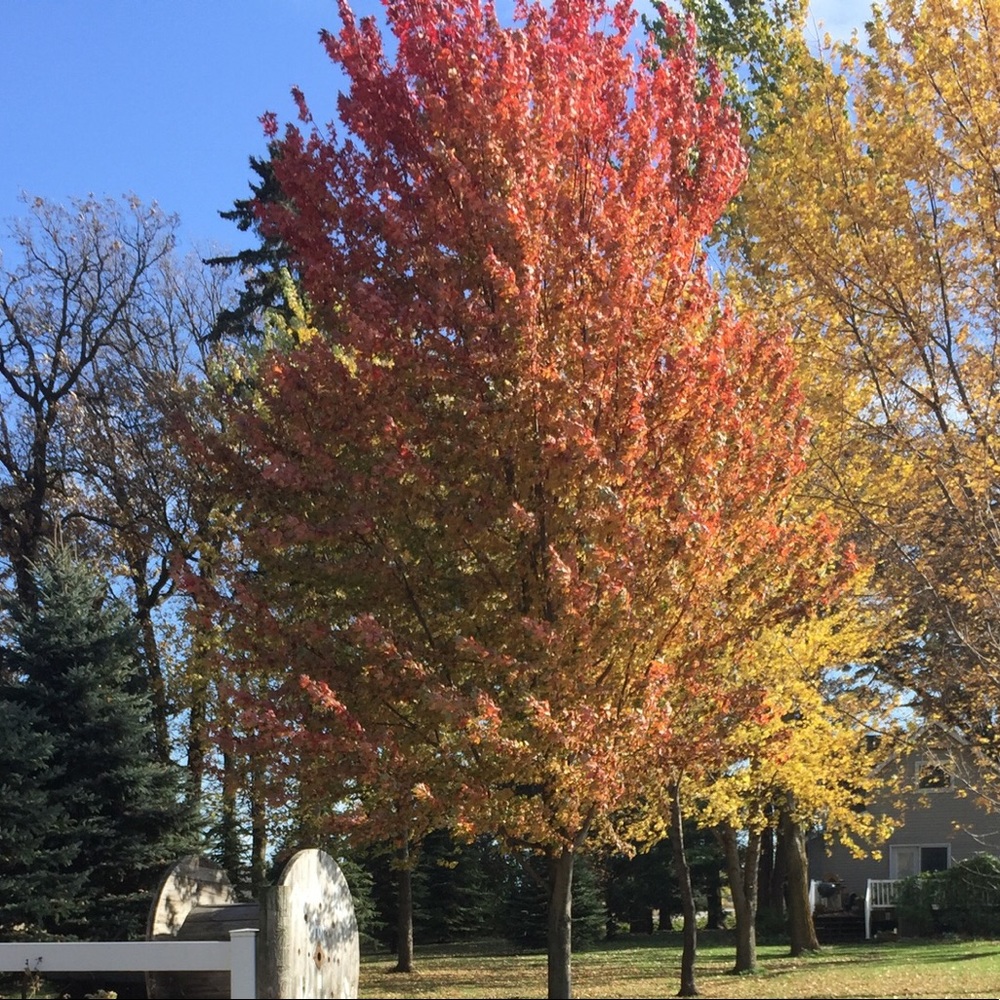 Meet your Posher, Rawan