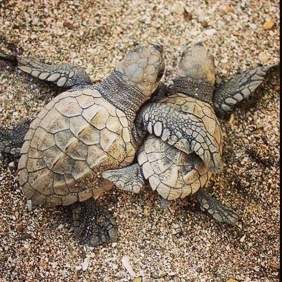 Meet your Posher, Judy - Picture 1 of 1