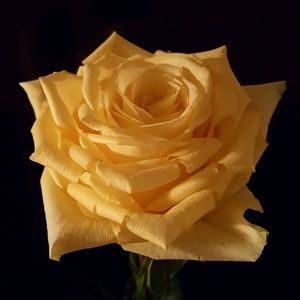 Meet your Posher, Carrie