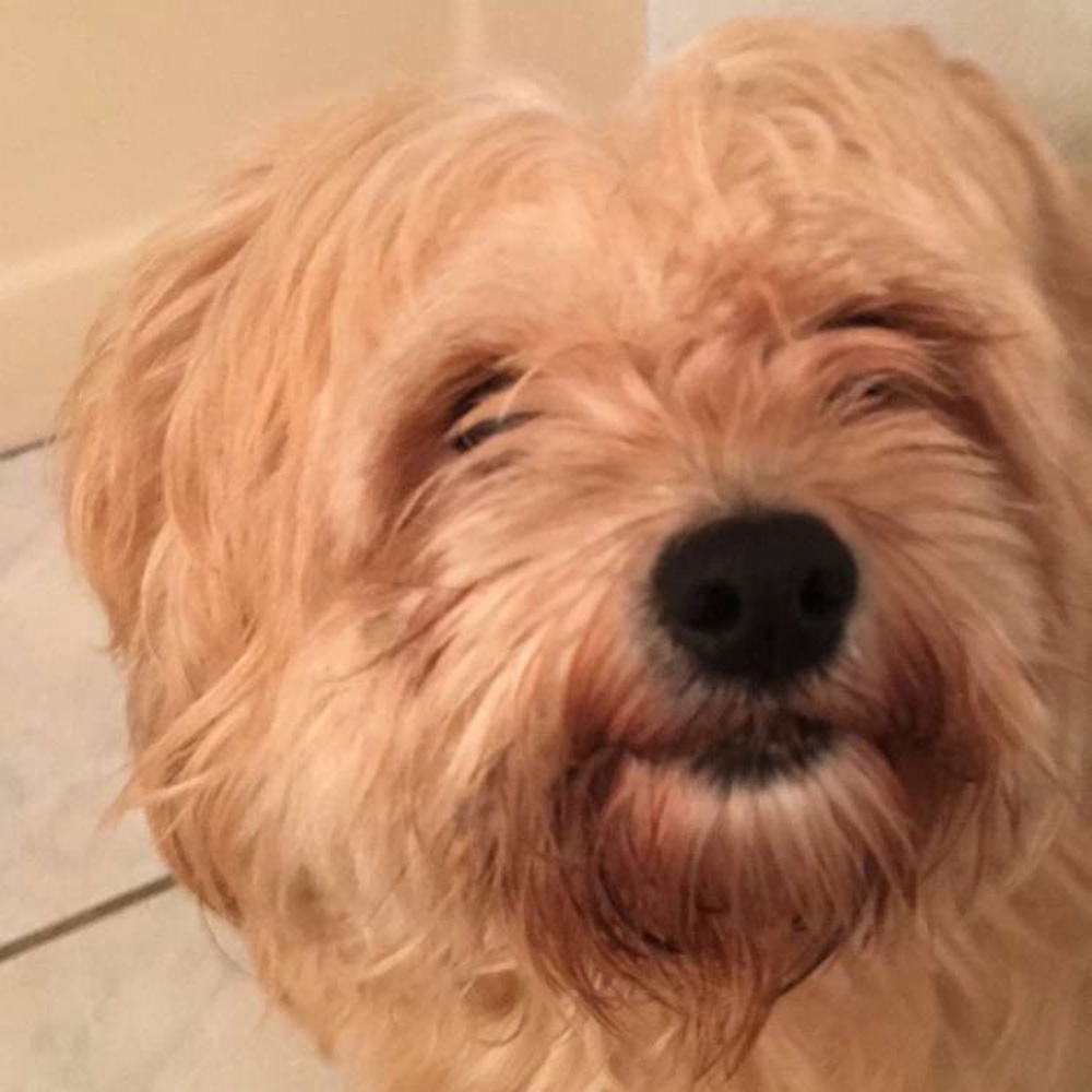 Meet your Posher, Seth