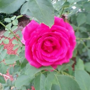 Meet your Posher, Aurora