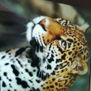 Meet your Posher, Enedina