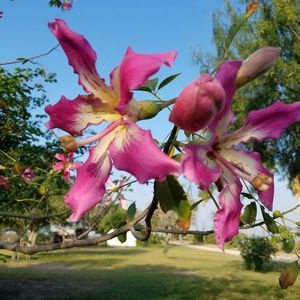 Meet your Posher, Licha