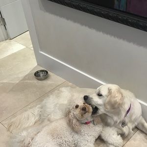 Meet your Posher, Randi