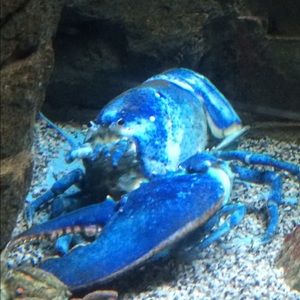 Meet your Posher, Manuel