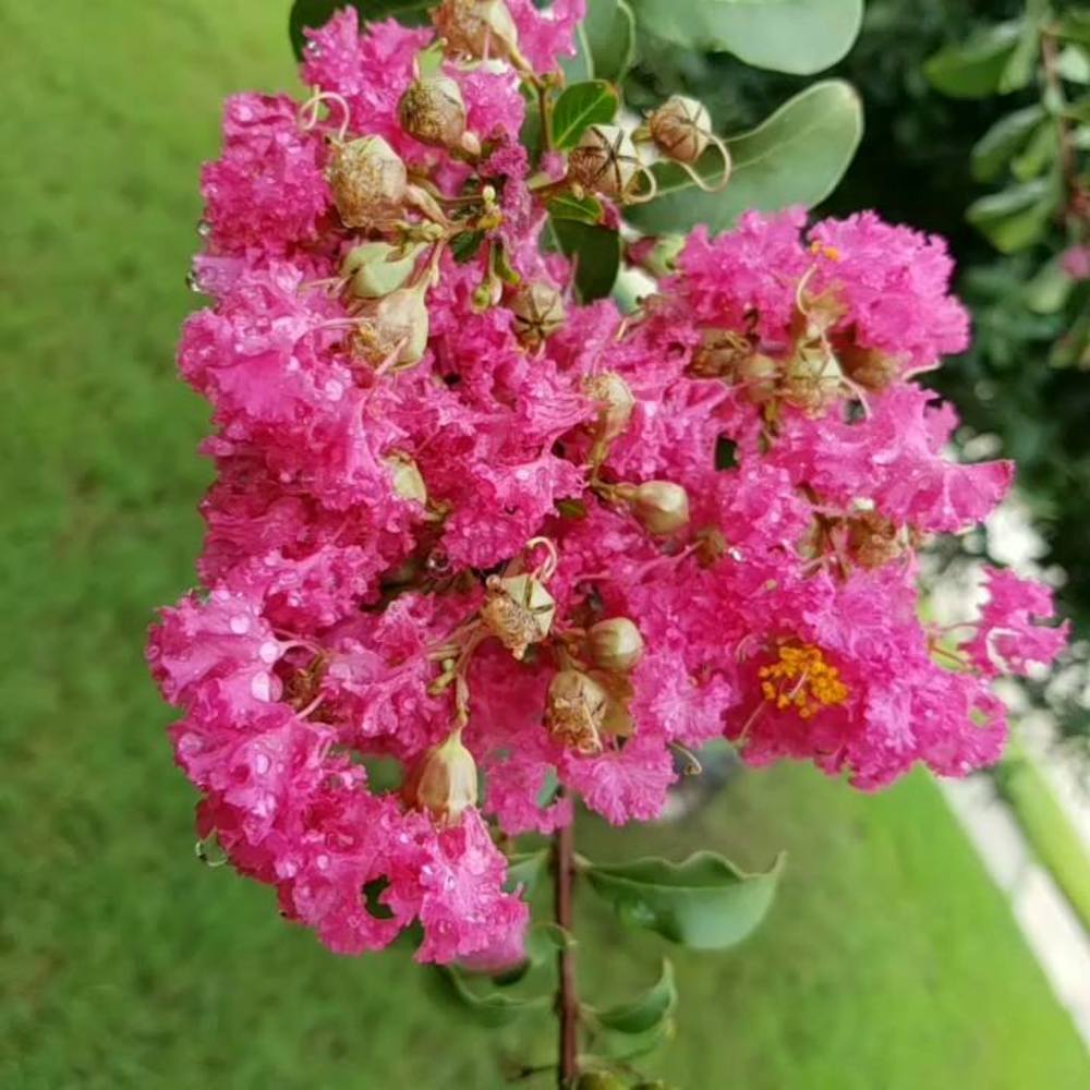 Meet your Posher, Alzoubi