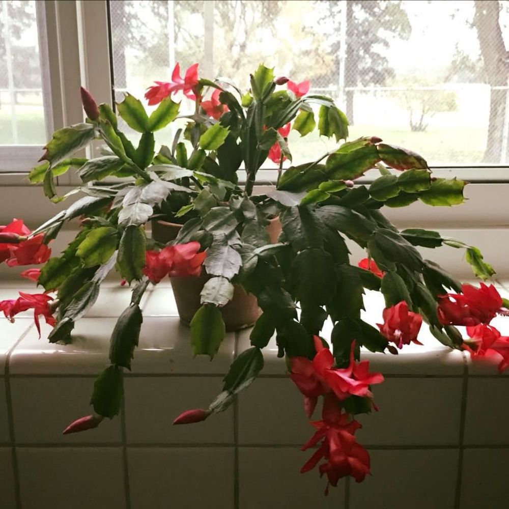 Meet your Posher, Joyce