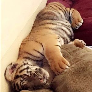 Meet your Posher, Fatime