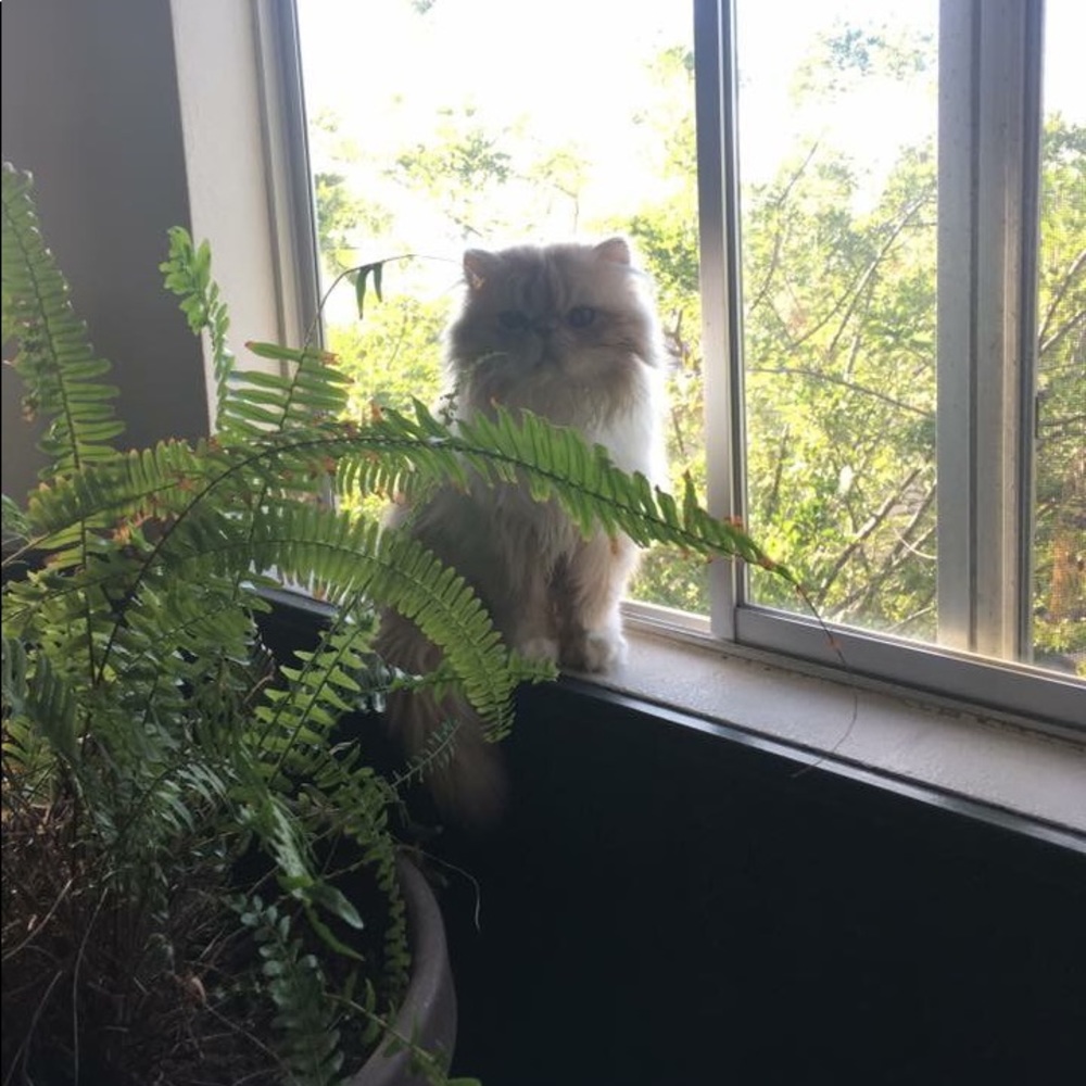 Persian kitten