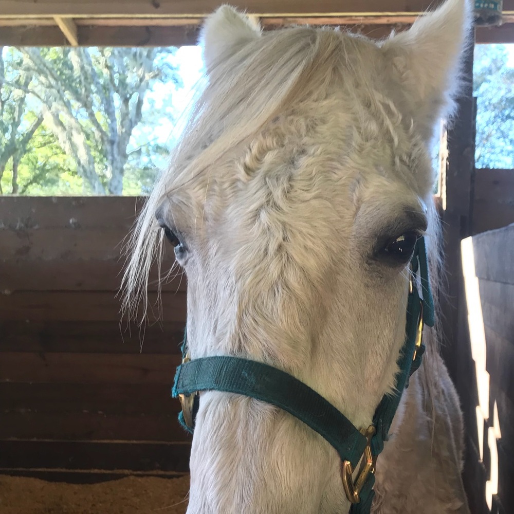 Meet your Posher, Marjorie