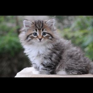 Meet your Posher, Pinker