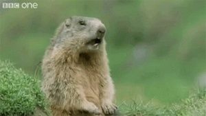 Meet your Posher, Kane