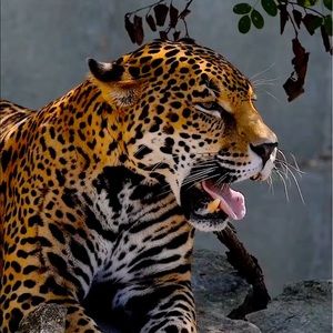 Meet your Posher, Tanner