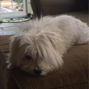 Meet your Posher, Ronni