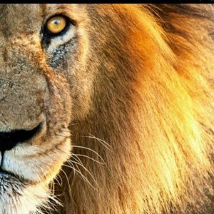 Meet your Posher, Sione