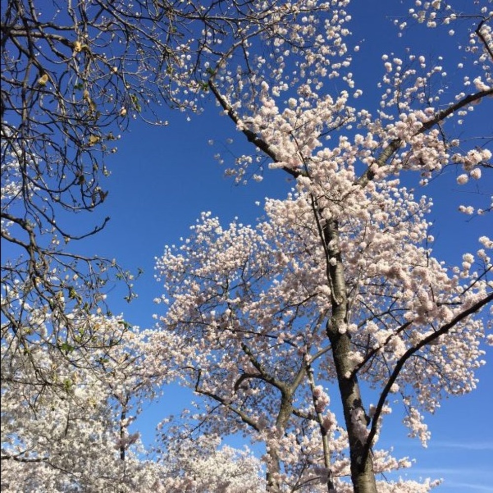 Meet your Posher, Yue