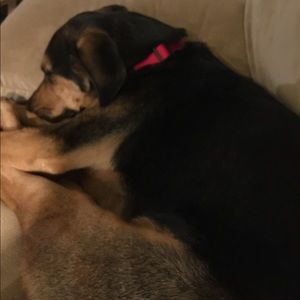 Meet your Posher, Susie