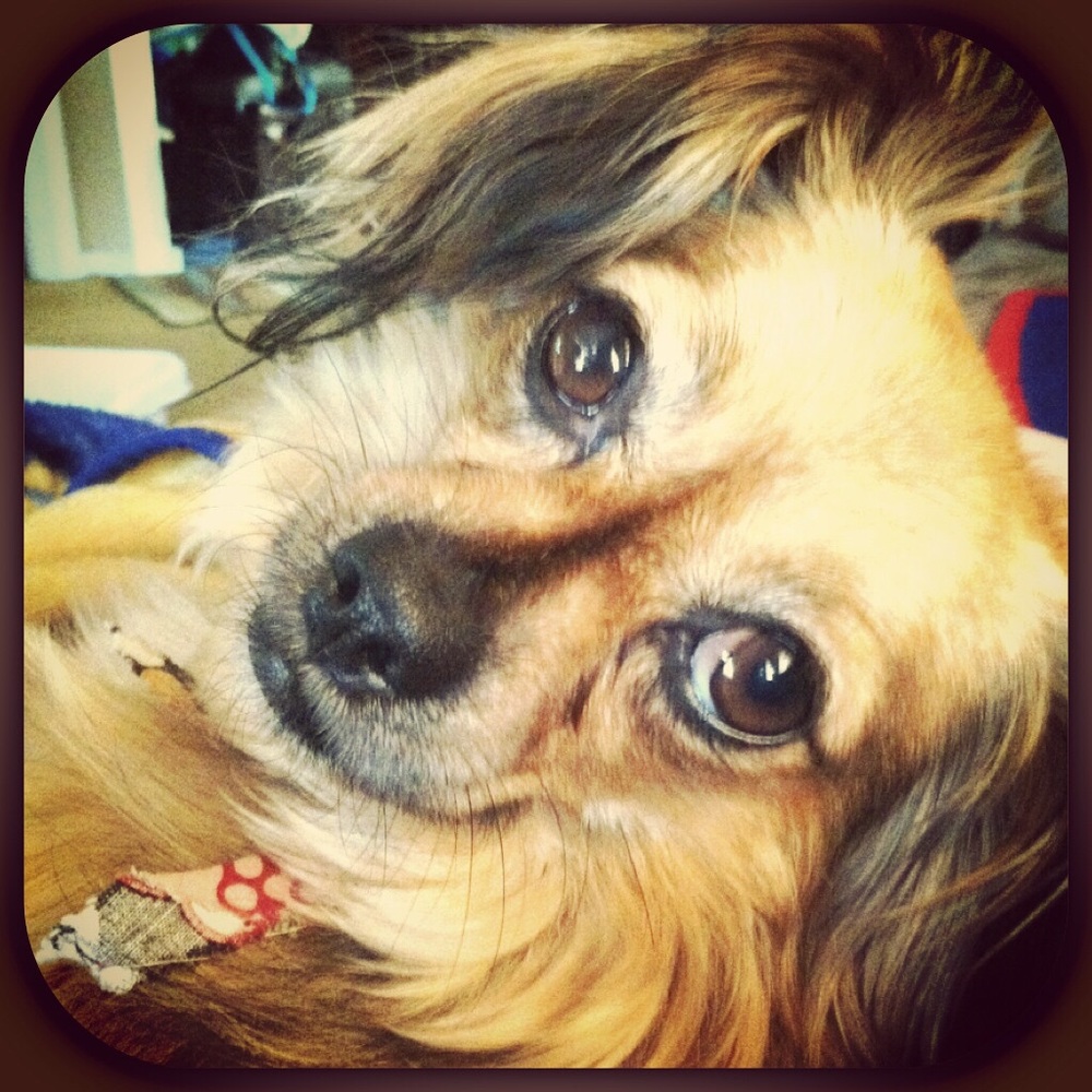 Meet your Posher, Amy