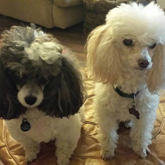 Meet your Posher, Chika - Picture 1 of 1