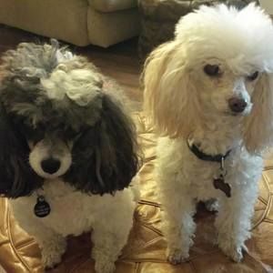 Meet your Posher, Chika