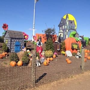 Meet your Posher, Rose