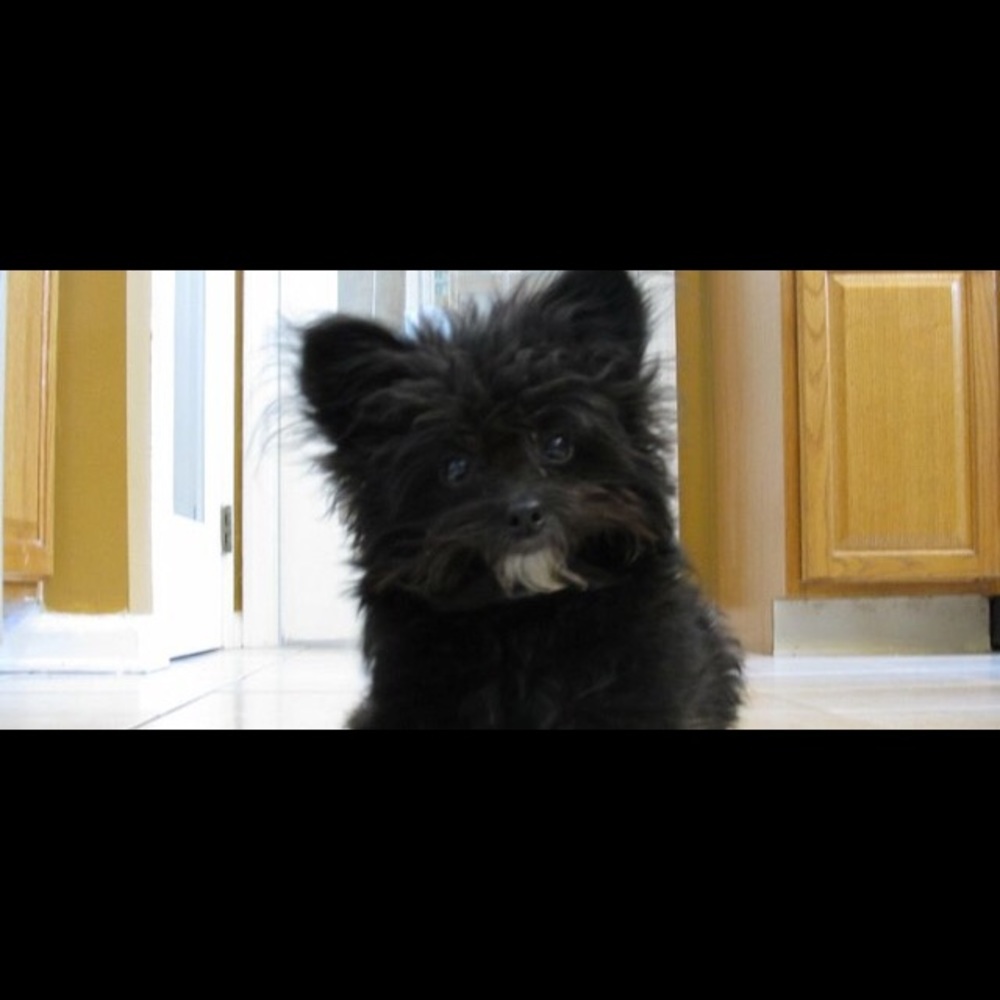 Meet your Posher, Maya