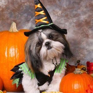 Meet your Posher, Cathy