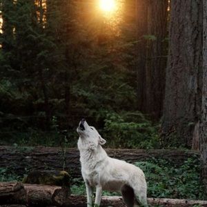 Meet your Posher, Garret