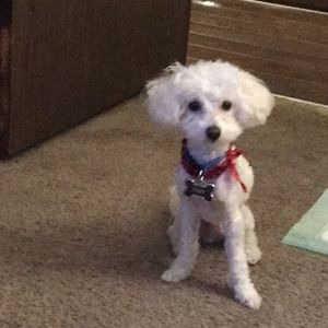 Meet your Posher, Luis