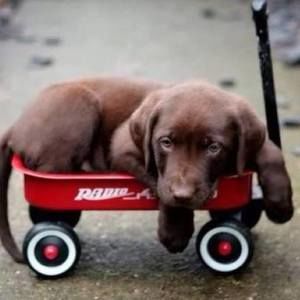 Meet your Posher, Ann