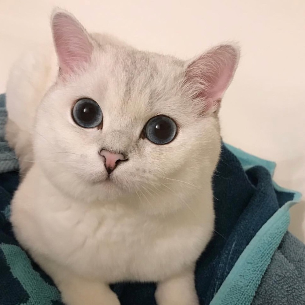 Meet your Posher, Dia